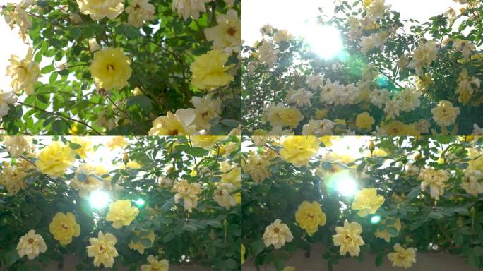 月季花黄色花逆光空镜2