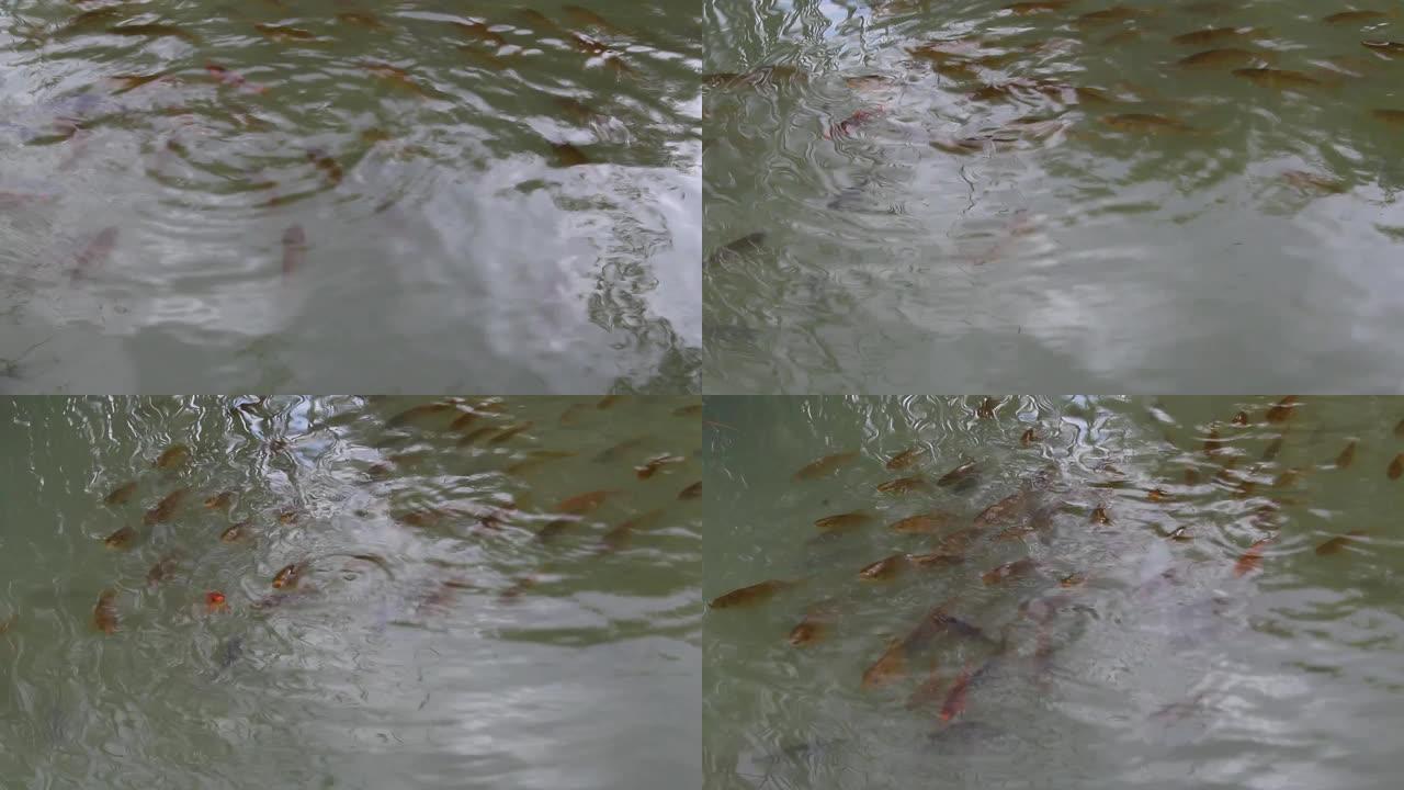 群鲫和金鱼在水中游泳。