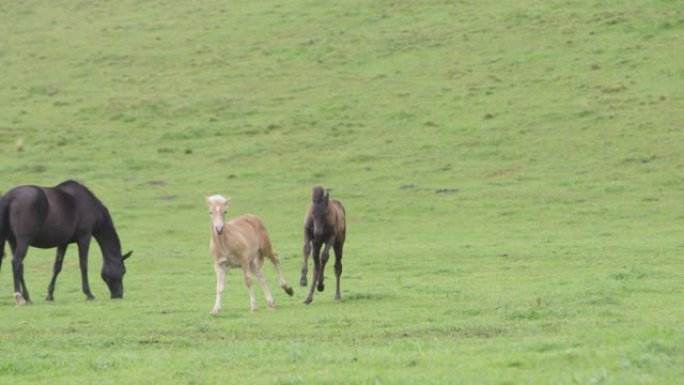 4K: 两只小马驹在草地上奔跑和玩耍 (超级慢动作)