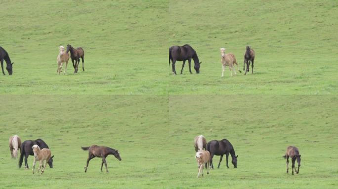 4K: 两只小马驹在草地上奔跑和玩耍 (超级慢动作)