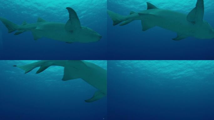 黄褐色的护士鲨，齿龈突，晚上在珊瑚礁，一群潜水员看着动物，马尔代夫印度洋