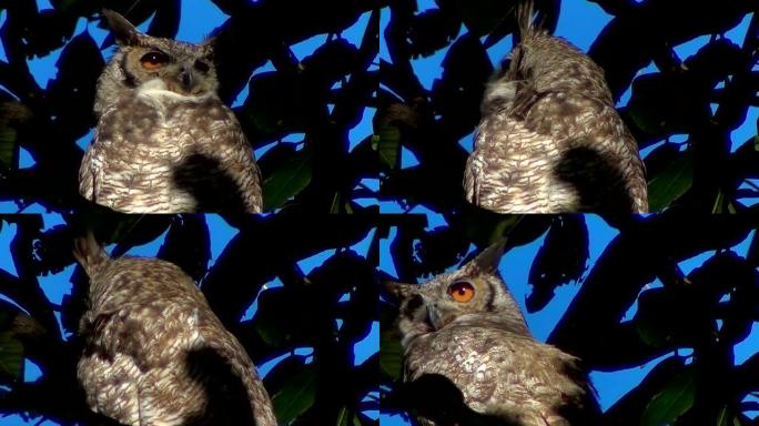 南美大角鸮 (Bubo virginianus nacurutu)