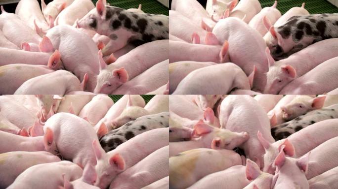 猪在养猪场互相推挤吃食物。一头有黑点的猪 ..猪从槽里吃东西。