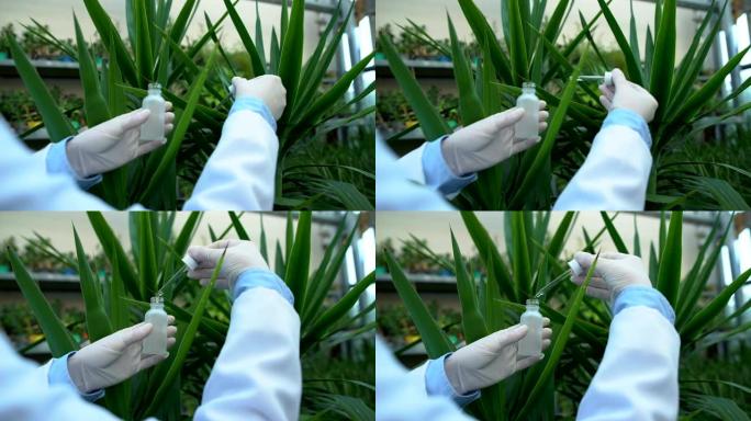 美容护理科学家用移液管提取植物提取物，化妆品成分