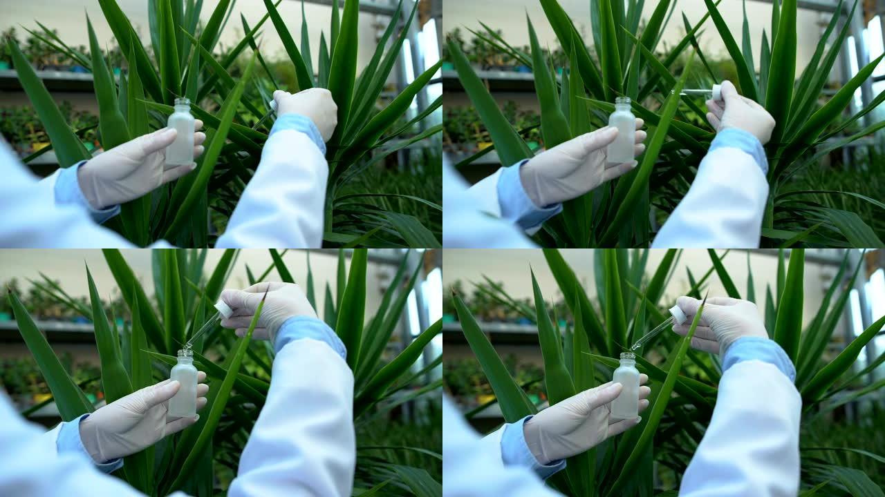 美容护理科学家用移液管提取植物提取物，化妆品成分