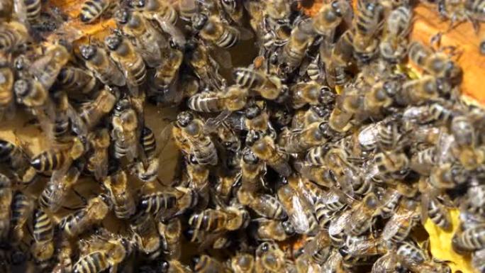 蜂巢中的蜜蜂。天然蜂蜜，蜜蜂会产生蜡并从中建立蜂窝。