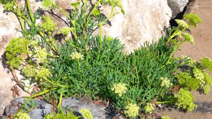 Crithmum maritimum或海茴香草，茎和叶厚肉质