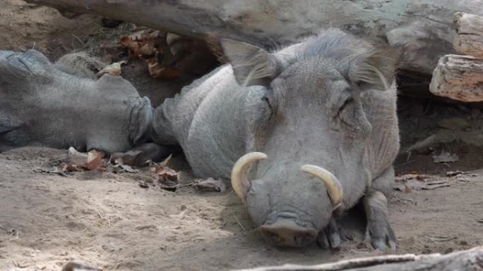 午睡时间的非洲Phacochoerus africanus