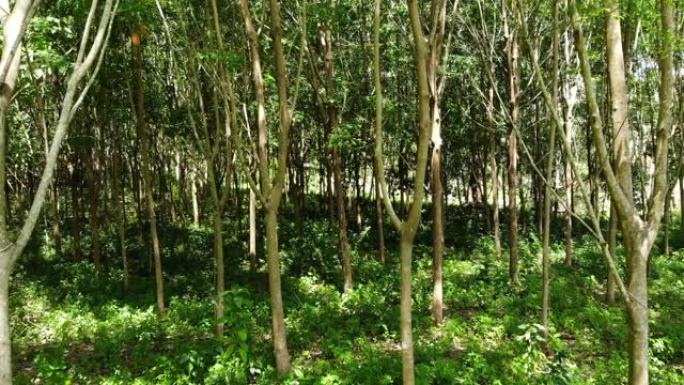 从橡胶树中提取天然乳胶的人工林。无人机视图