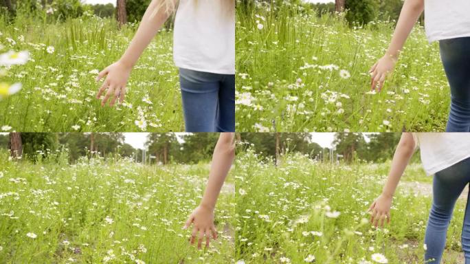小女孩走过草地，抚摸着甘菊，双手特写。