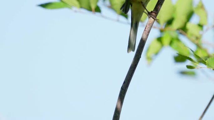 鸟-柳莺 (Phylloscopus trochilus) 坐在树上的树枝上。