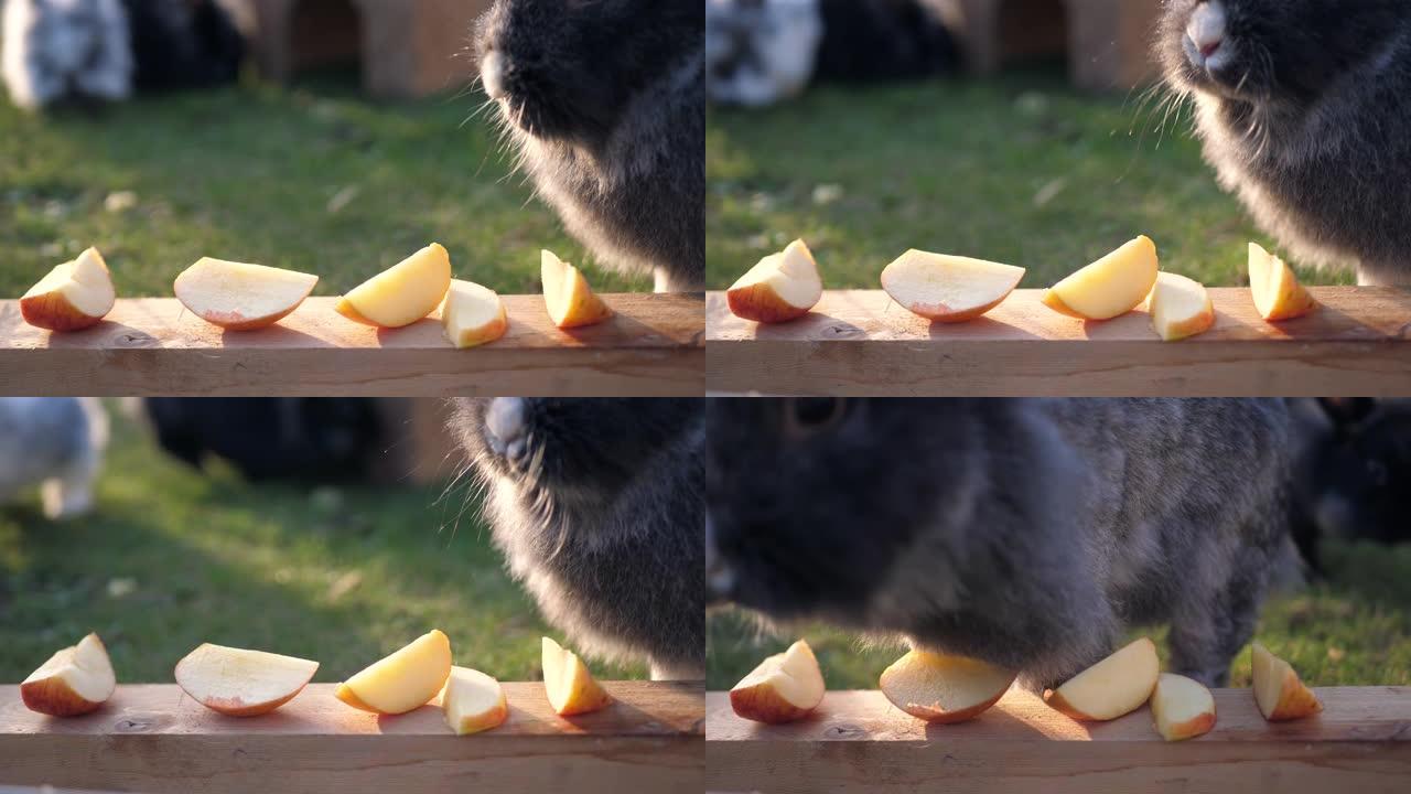 一只深灰色的兔子正在吃苹果