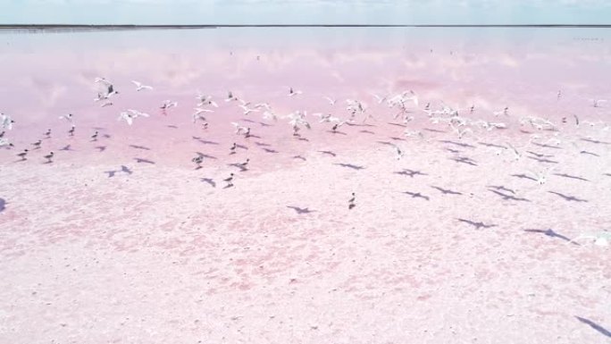 野生自然之美精神平衡粉红湖