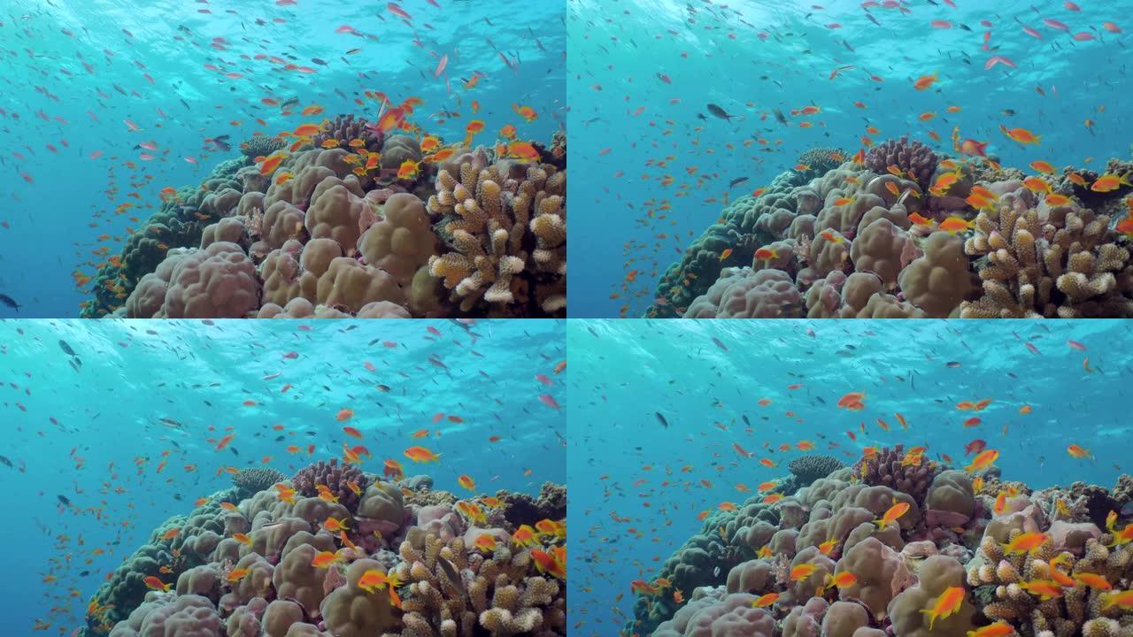 礁石上的一群美丽的红色小鱼