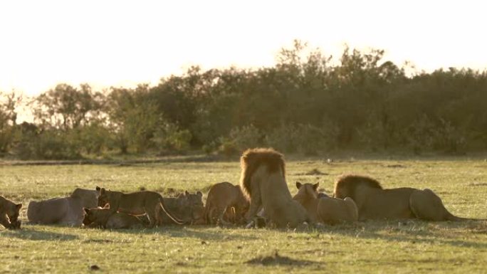 草地上的狮子家庭