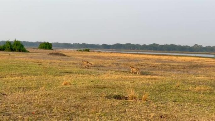 两只猎豹在马拉维的夏尔河漫步