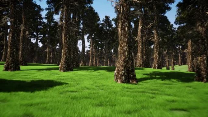 森林景观3d逼真镜头。伍兹在多风的晴天旋转动画。新鲜的绿草特写。白天高高的松树和蓝天。室外位置。自然