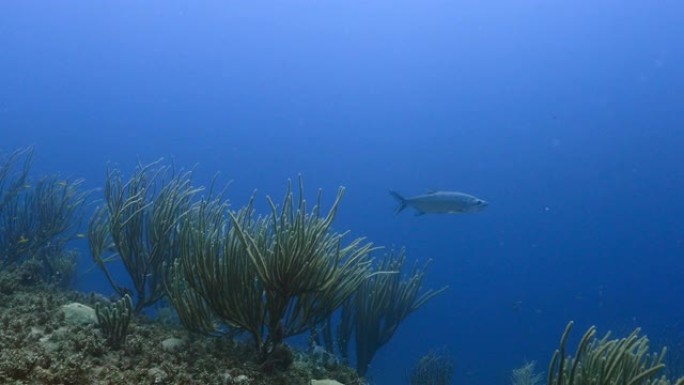 库拉索岛周围加勒比海珊瑚礁的海景，珊瑚，海绵和篷布