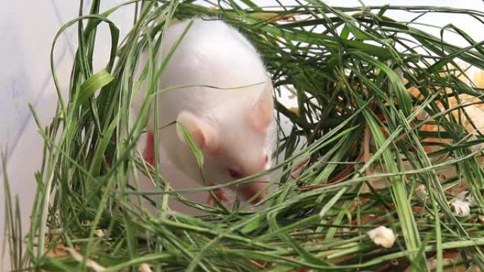 白色白化实验室老鼠坐在绿色的干草，干草和嗅着空气。可爱的小啮齿动物枪口特写，宠物动物概念