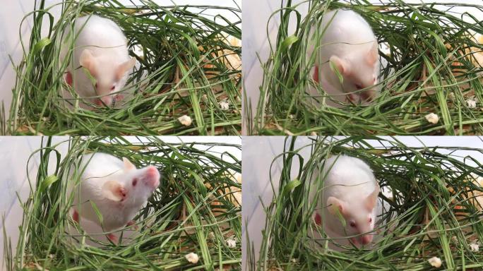 白色白化实验室老鼠坐在绿色的干草，干草和嗅着空气。可爱的小啮齿动物枪口特写，宠物动物概念