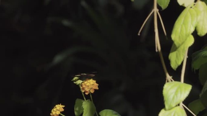 美丽的热带蝴蝶坐在一片绿叶上