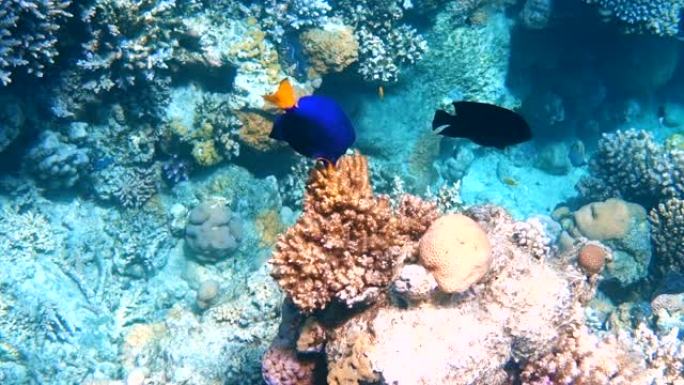 热带鱼以红海的珊瑚礁为食