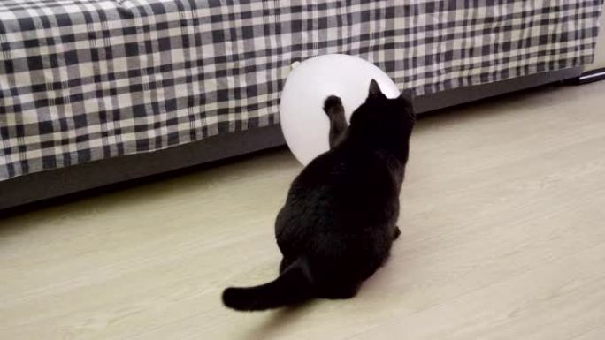 家畜。一只黑猫抓住一个白色气球。4K