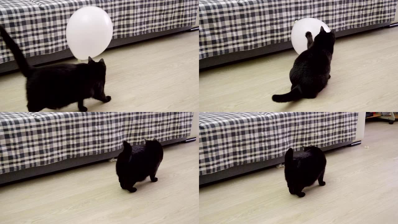 家畜。一只黑猫抓住一个白色气球。4K