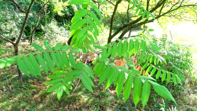 绿叶Rhus typhina在阳光下。