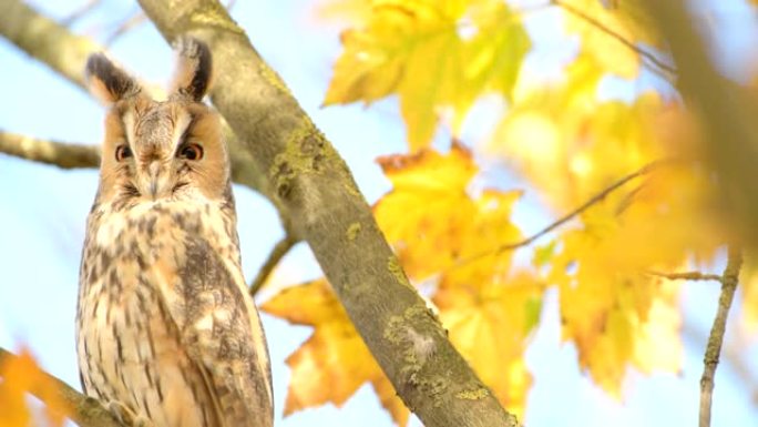长耳猫头鹰 (Asio otus) 在秋天的日子里坐在一棵黄色叶子的树上。