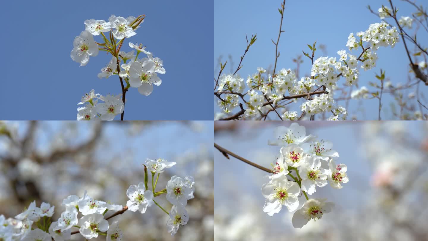 春天的梨花 梨树 梨园