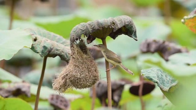 鸟 (平原Prinia) 在大自然中建造鸟巢