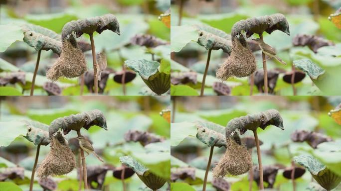 鸟 (平原Prinia) 在大自然中建造鸟巢