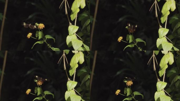 美丽的热带蝴蝶坐在一片绿叶上