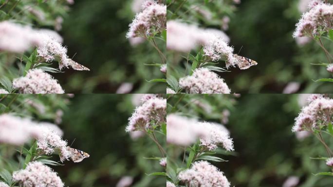 日本冈山濑户内的蝴蝶和花