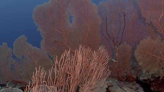 与gorgonian一起追踪穿过珊瑚礁的镜头