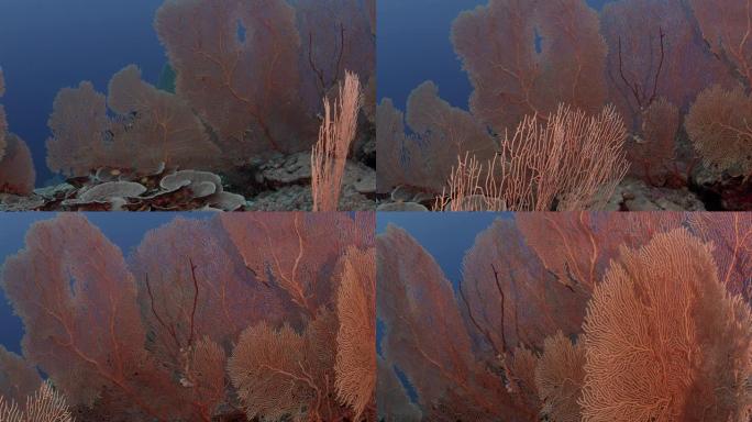 与gorgonian一起追踪穿过珊瑚礁的镜头