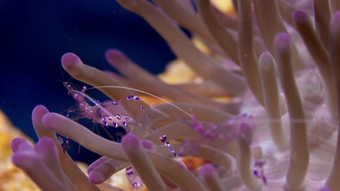 共生海葵虾导航它的寄主海葵