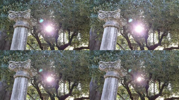 橄榄树背景上的古代大理石柱子。阳光照亮了古老的废墟，考古学和神话。古老的哲学概念