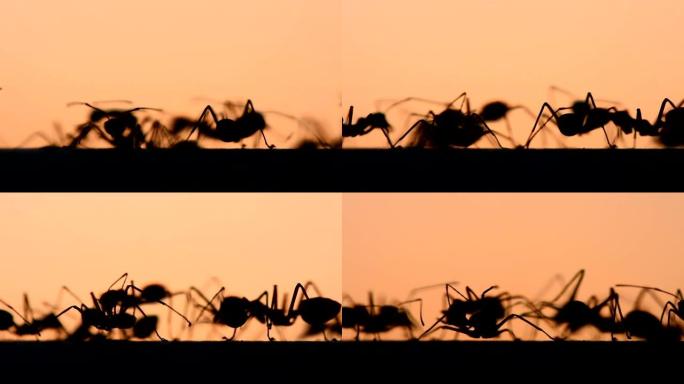 照片背光黄昏。许多蚂蚁在四处走动。