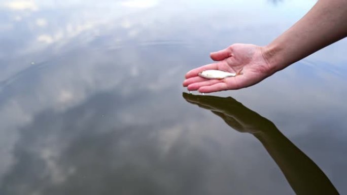 水面背景上的手掌上呼吸迅速的小河鱼。