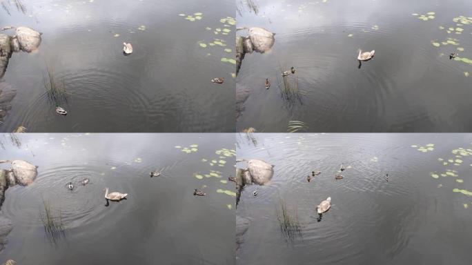 湖泊生活一只年轻的天鹅和小鸭子