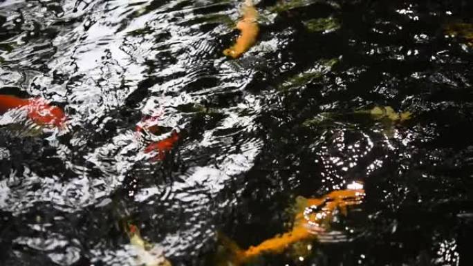 彩色锦鲤鱼在池塘里游泳，瀑布声