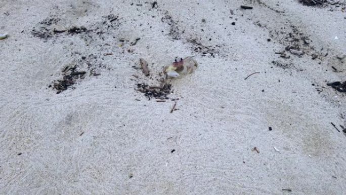 越南岘港的沙滩上的小白蟹