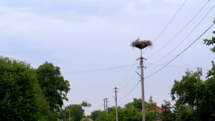 鹳一家坐在天空背景上高压电线支柱上的巢中