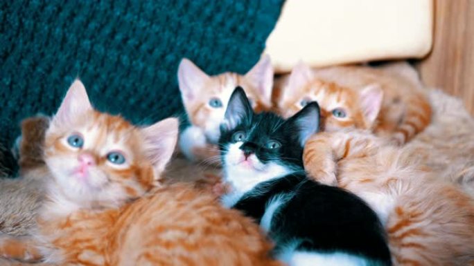 蓬松可爱的四只小猫躺在家里的沙发上，同时四处看看也很有趣