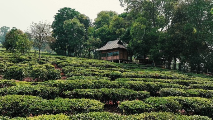 普洱茶园航拍