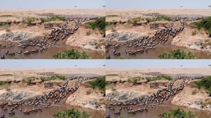 牛羚群穿越马拉河的超广角镜头