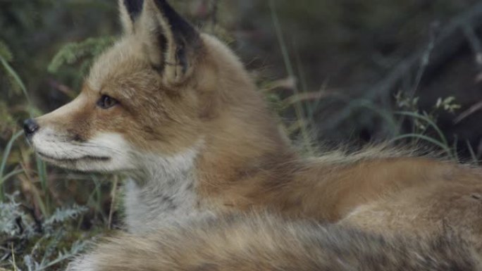 加拿大北部野生红狐的特写
