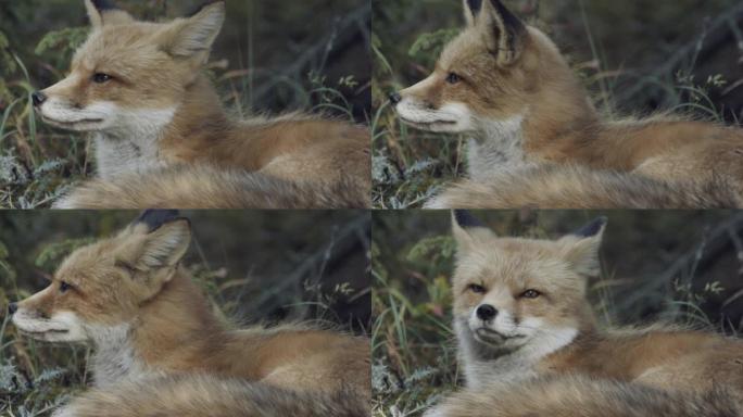 加拿大北部野生红狐的特写
